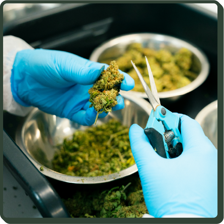 Gloved hands cutting cannabis nuggets with scissors above silver sorting bowls.