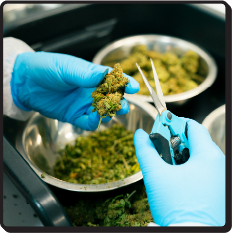 Gloved hands cutting cannabis nuggets with scissors above silver sorting bowls.