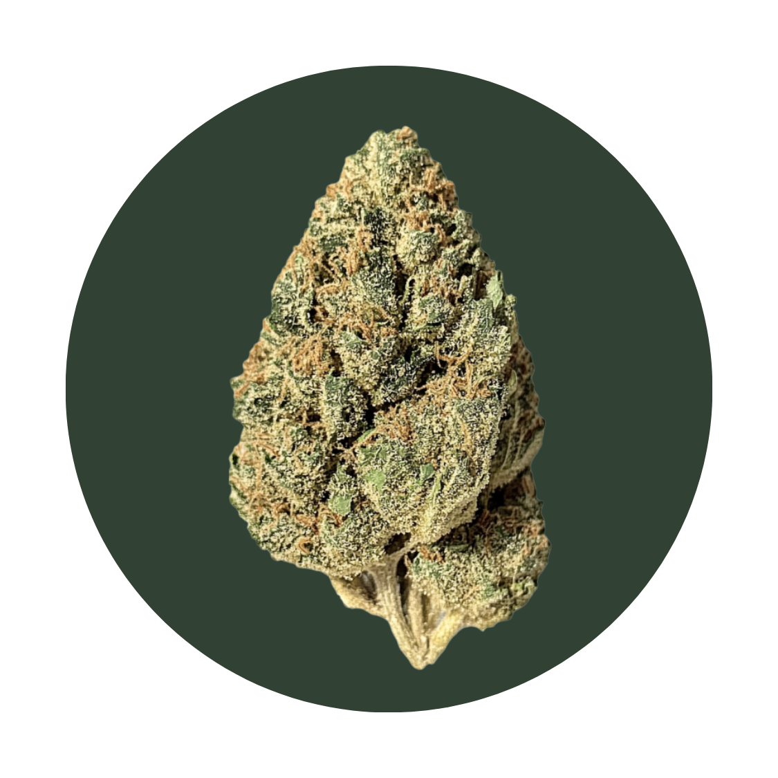 Bacio Gelato strain