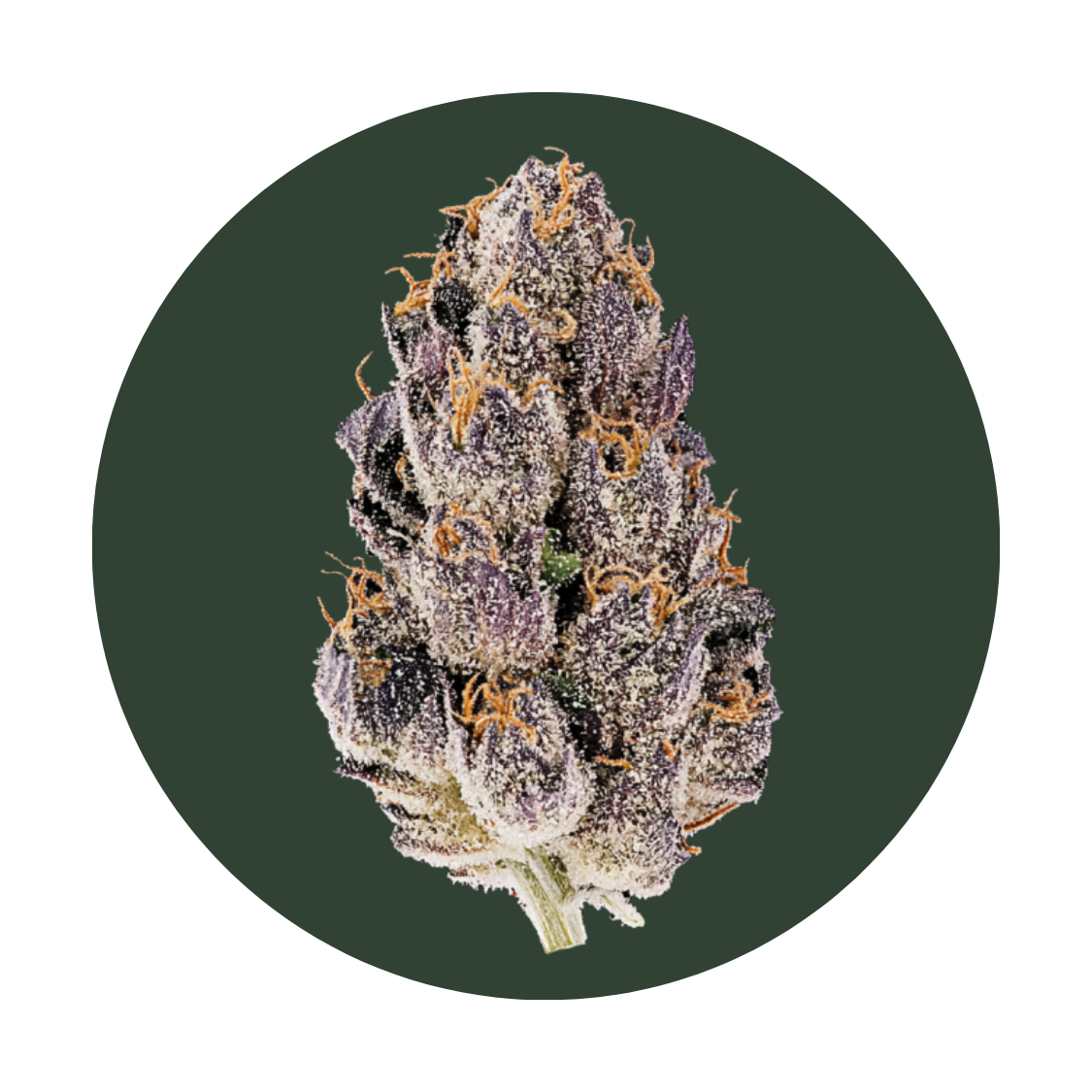 Biscotti strain