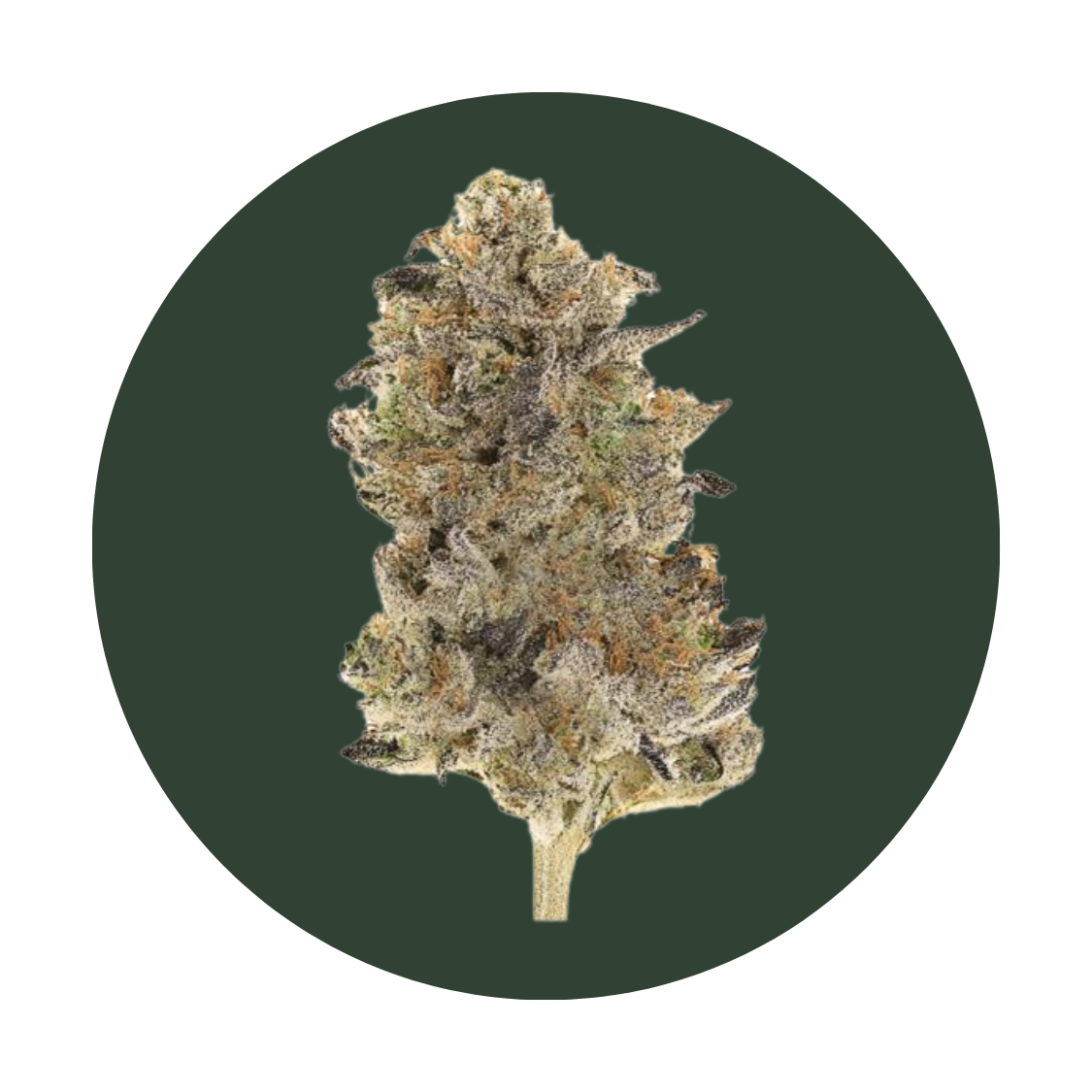 Black Cherry Fizz strain