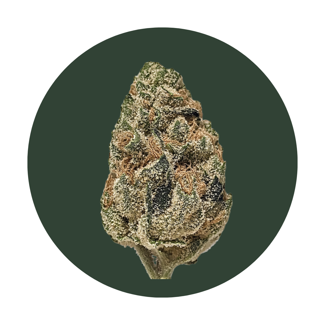 Blueberry Cupcake strain