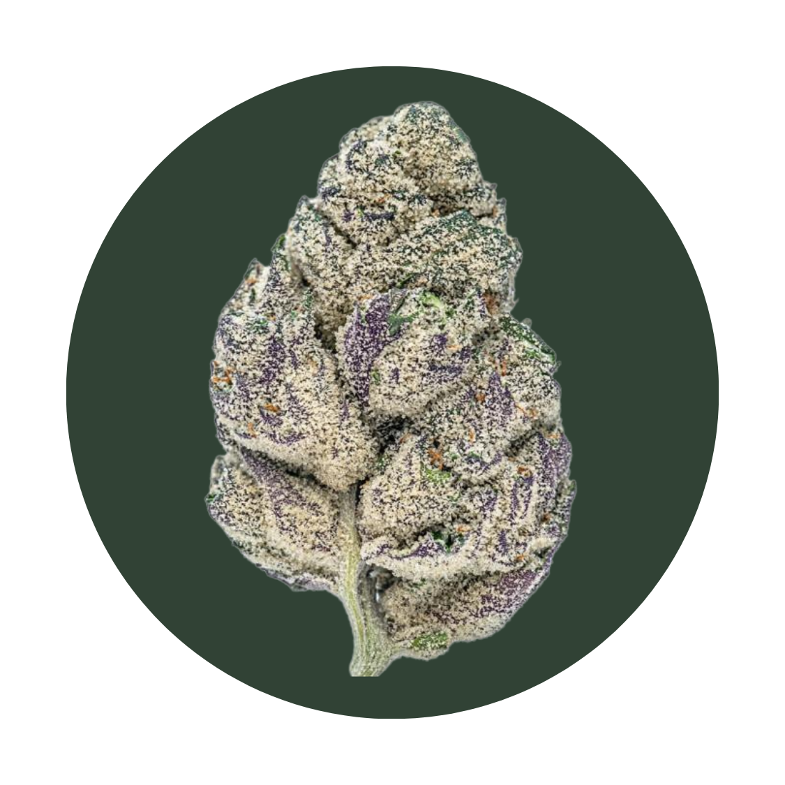 Garlic Z strain