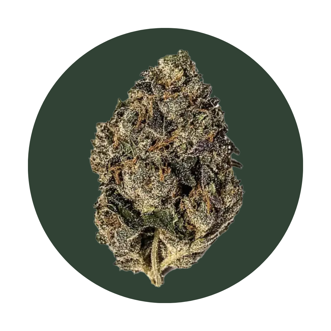 Gelato 33 strain