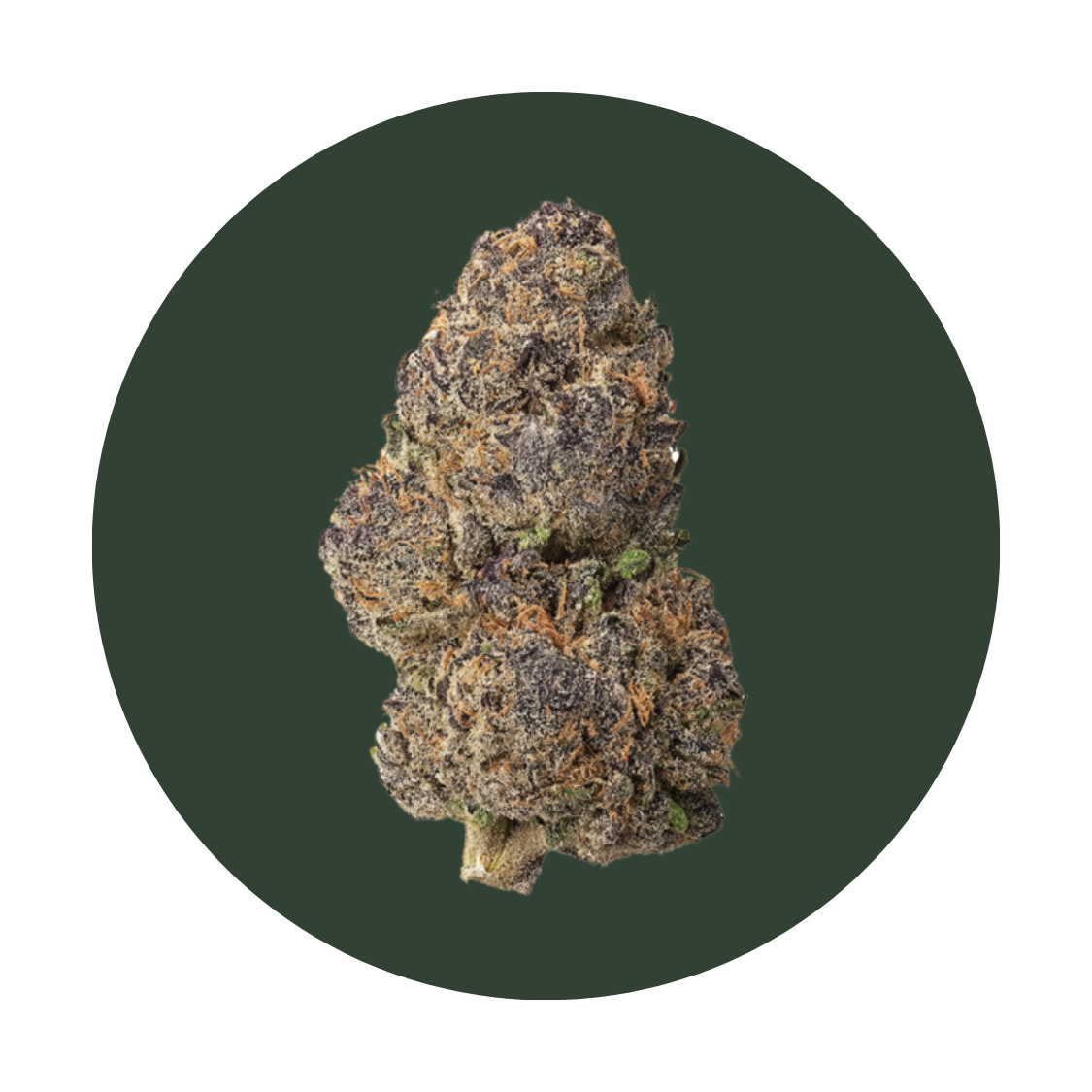 Gush Mints strain