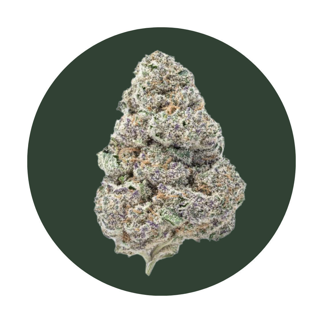 Ice 101 strain