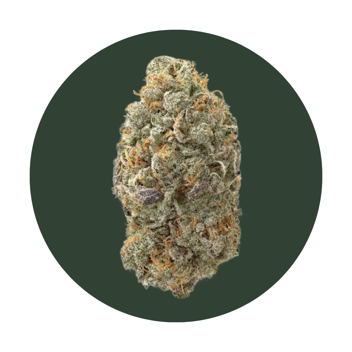 Mac CR strain