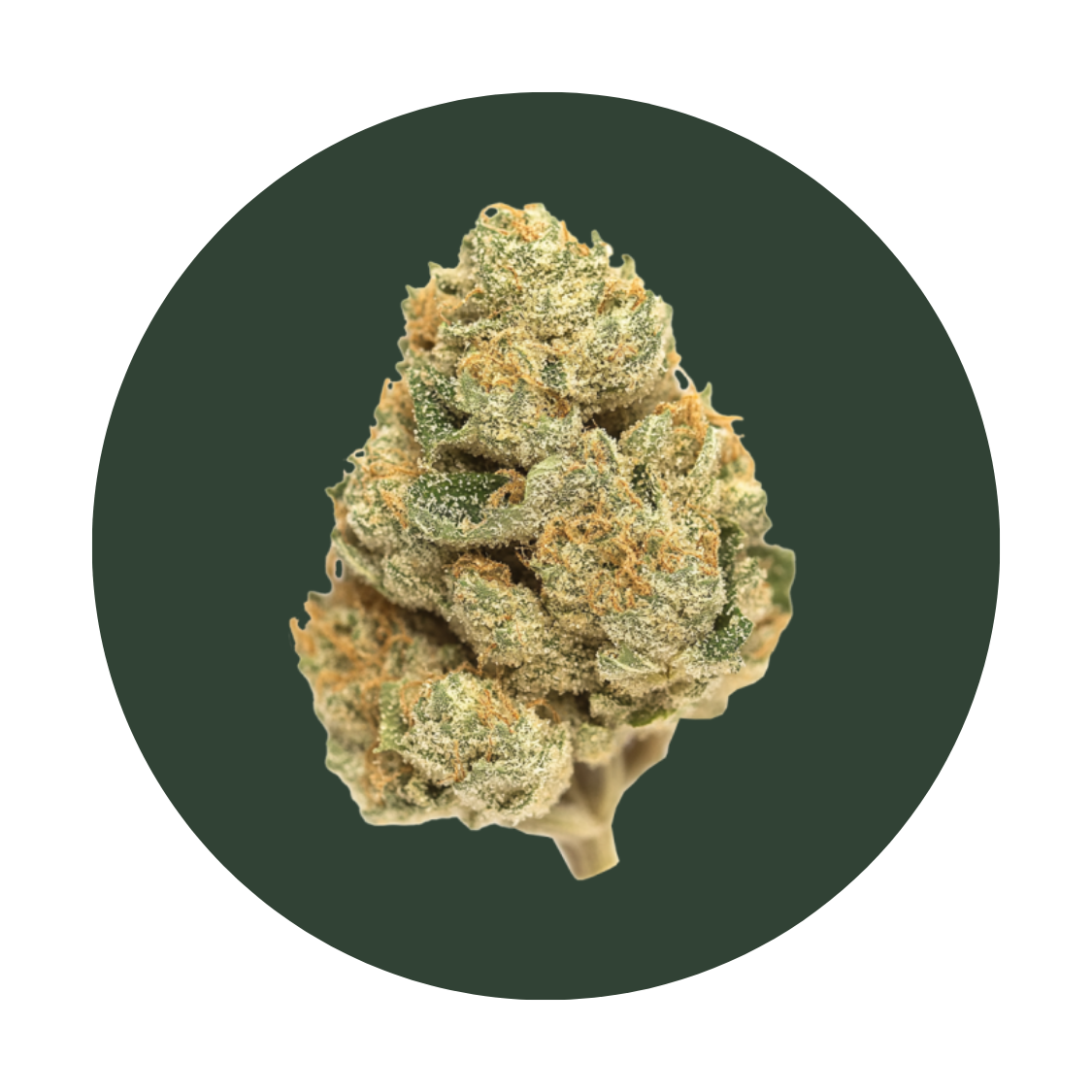 Mango strain