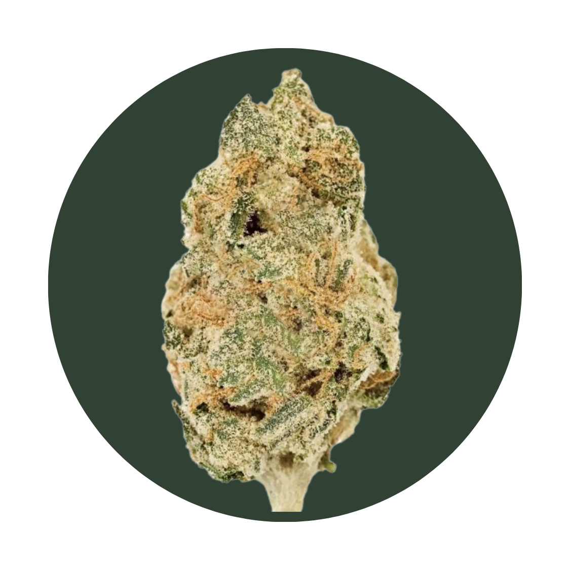 Orange Creamsicle strain