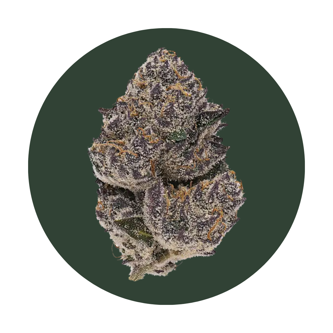 Orange Malt strain