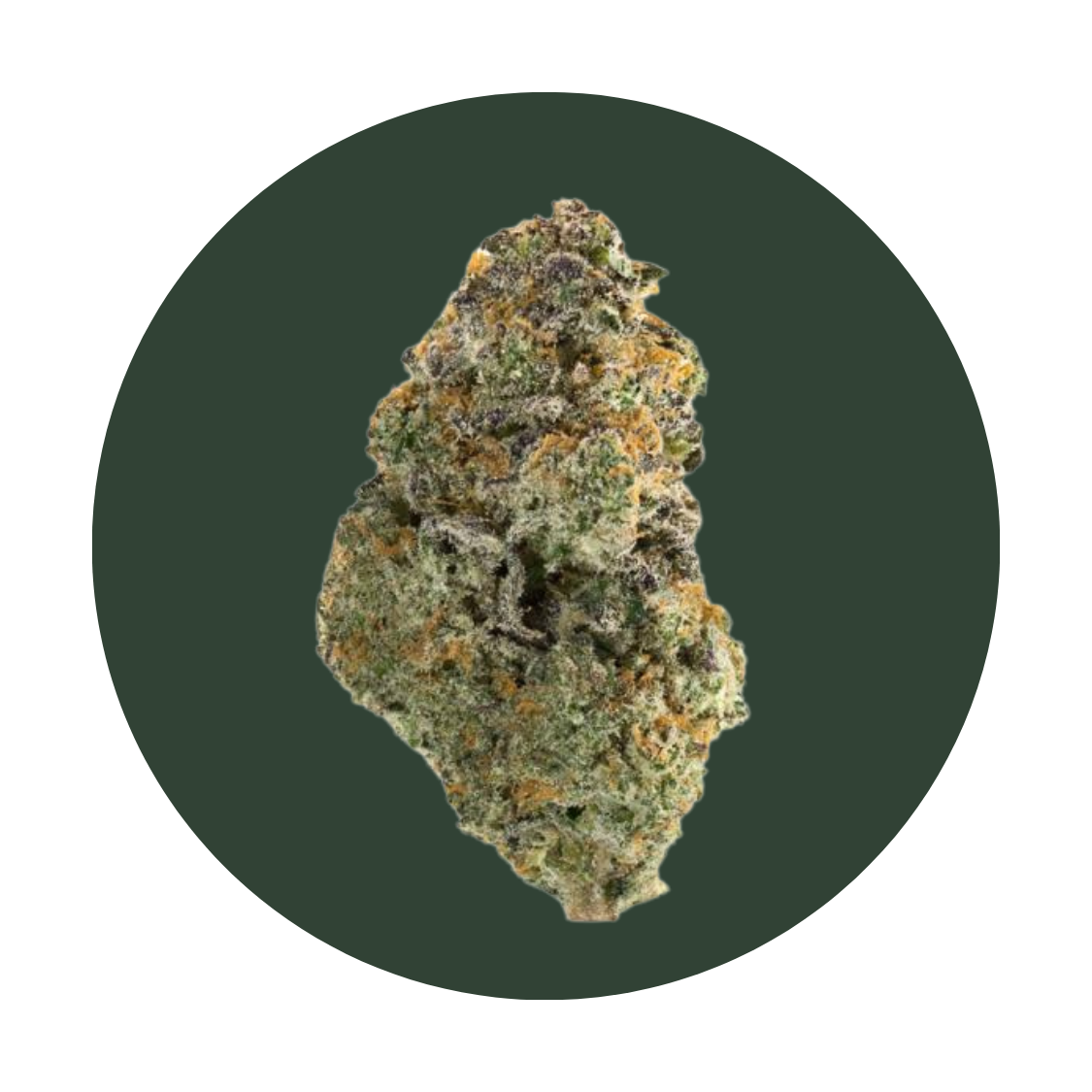 PapayaHausxa strain