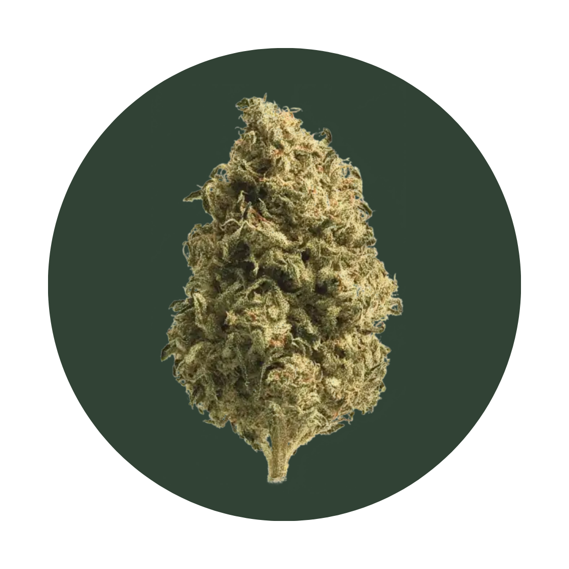 Pineapple Fruz strain