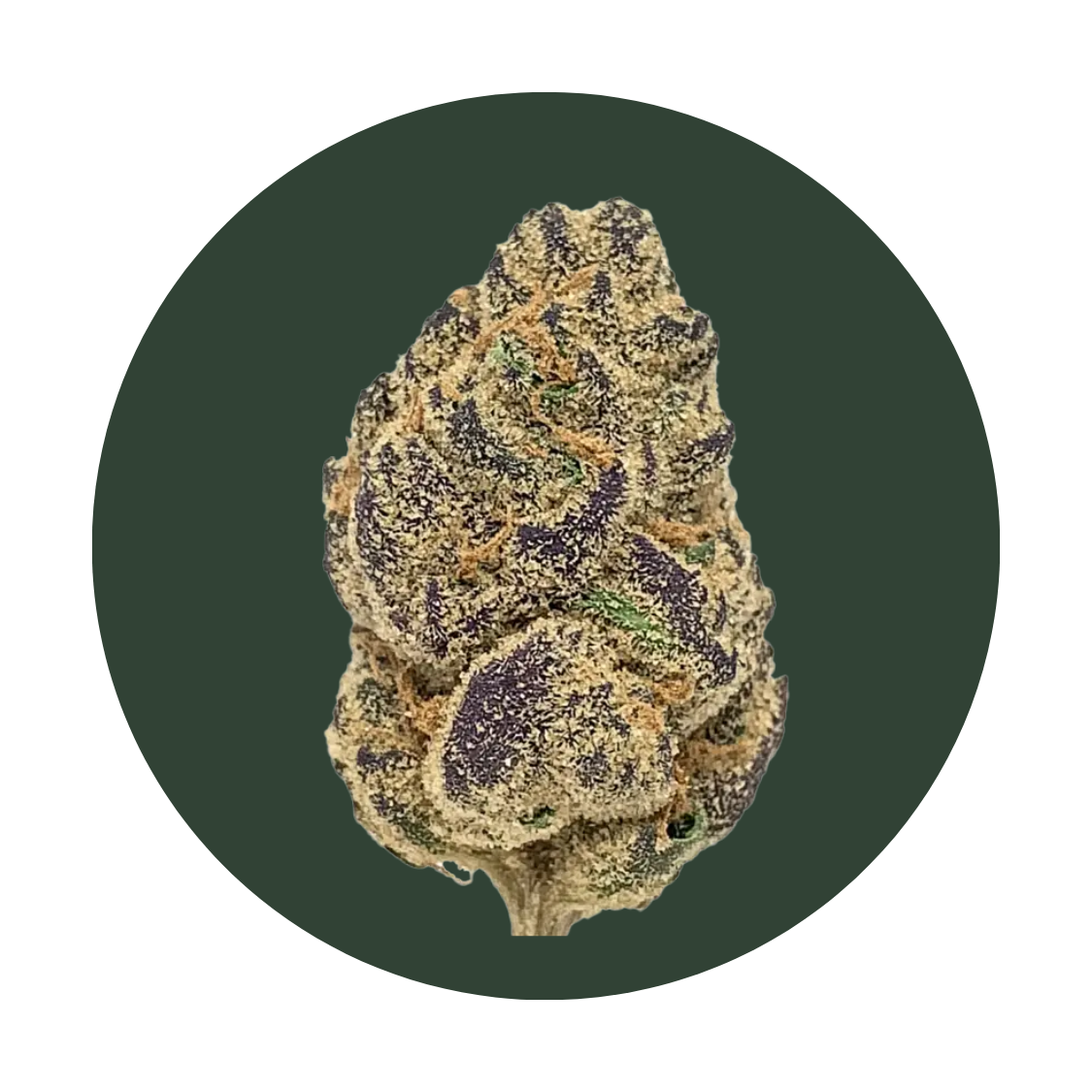 Purple Milk strain