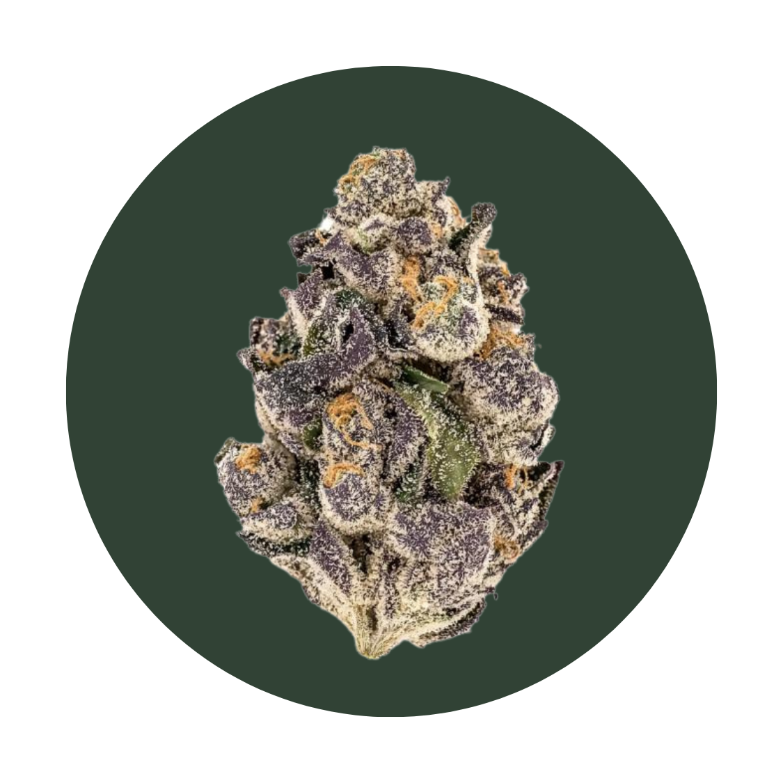 Purple Punch strain