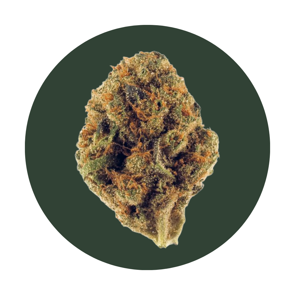 Secret Meeting strain