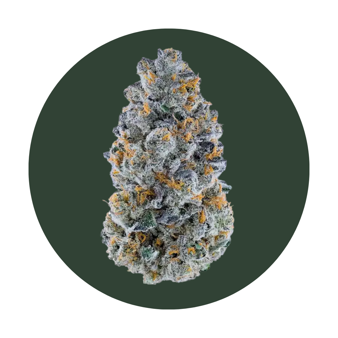 Sherb CP strain