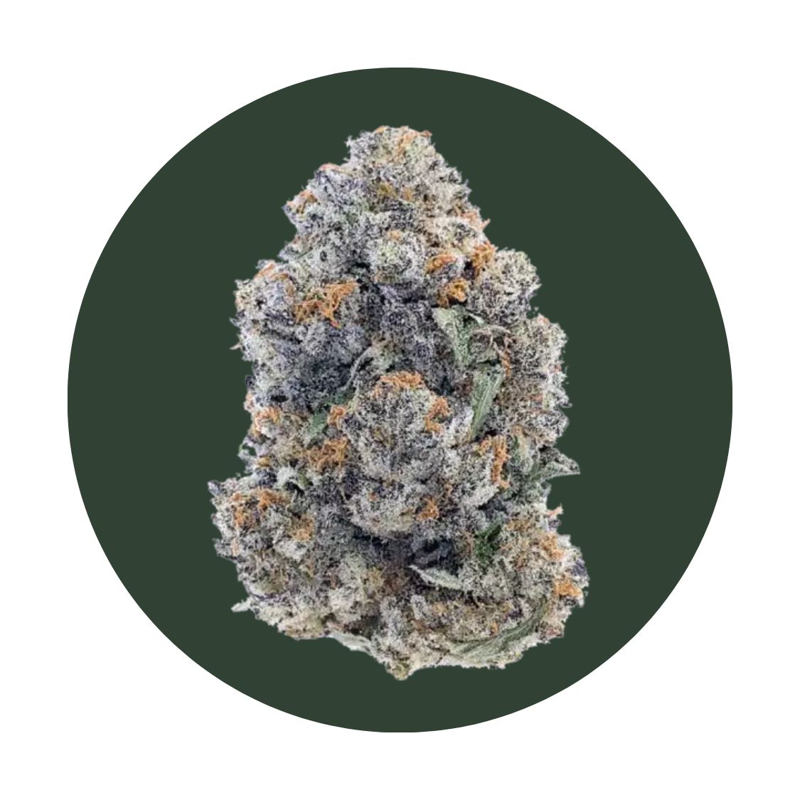 Sherbet strain