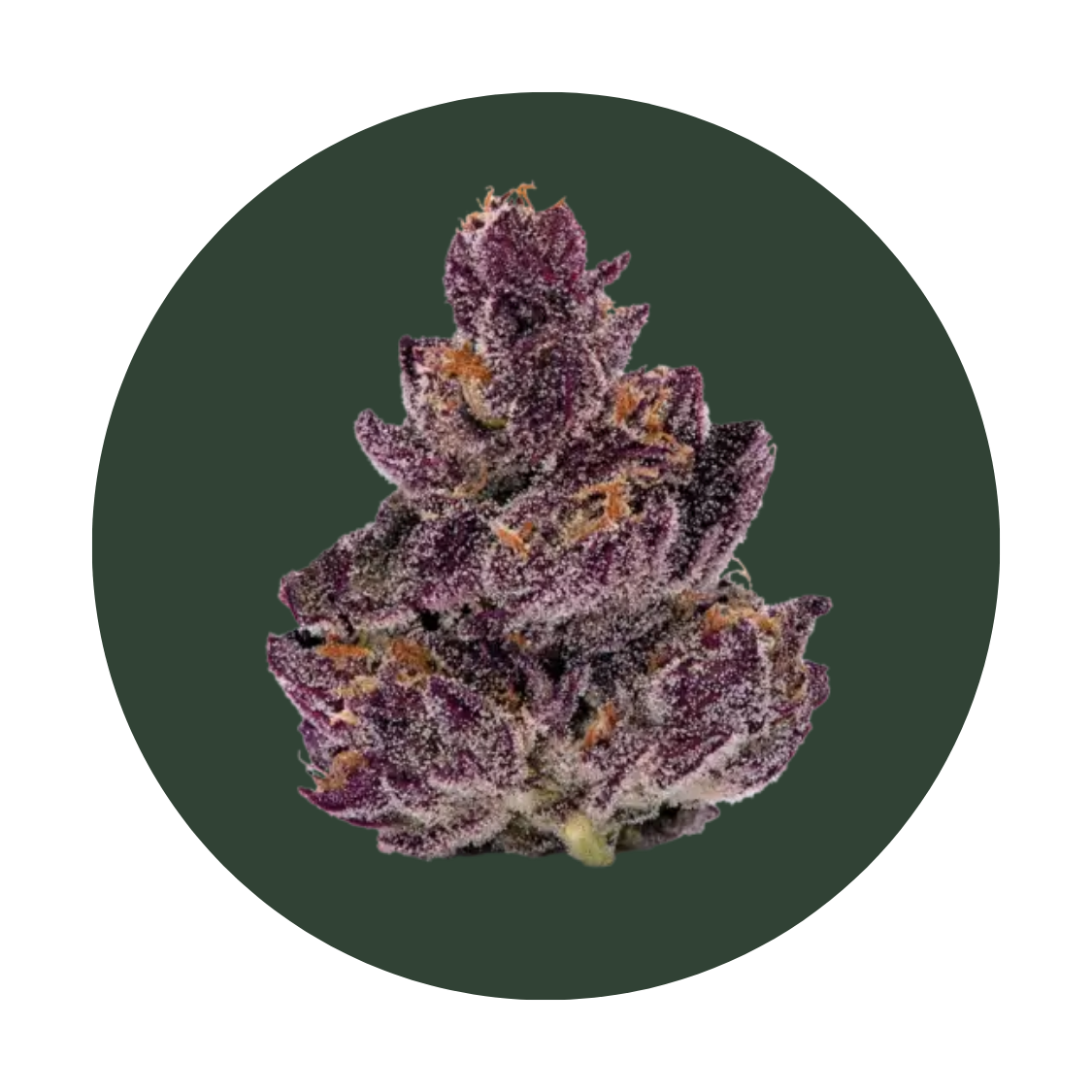 Sour Ops strain