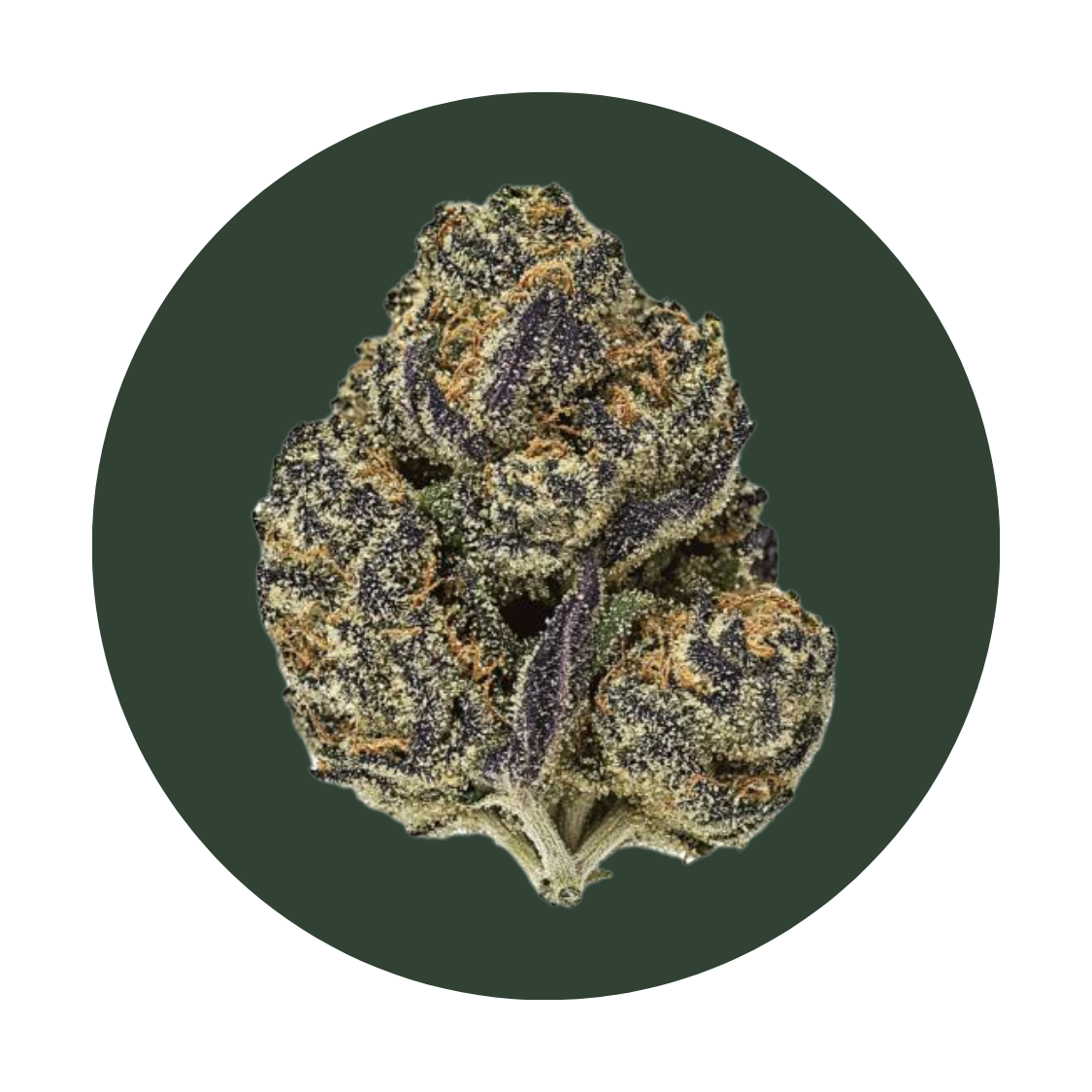 Stankonya strain