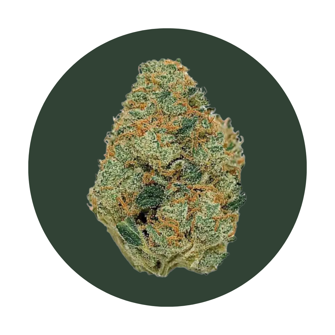 Purple Punch strain