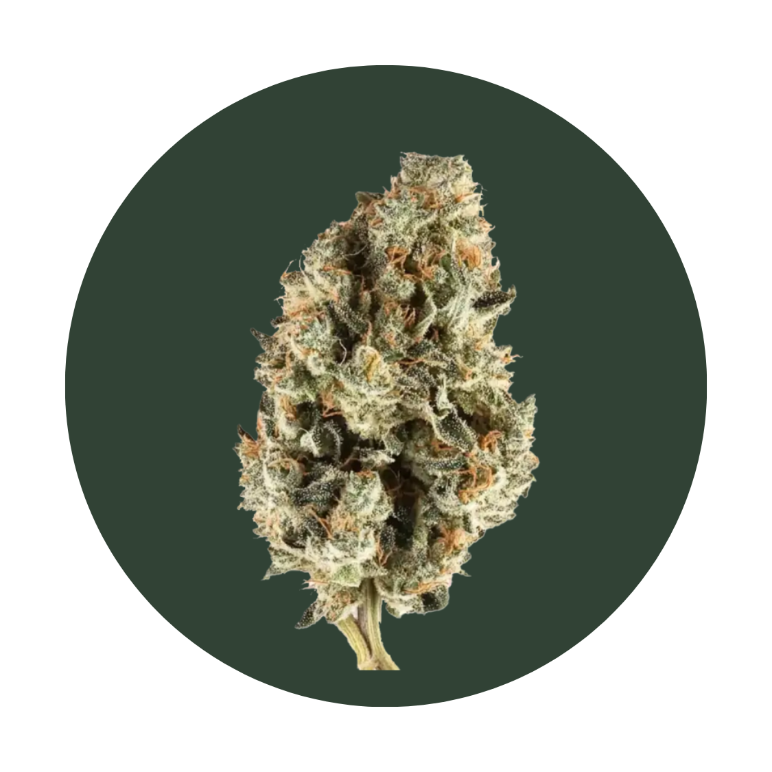 Tangie Sunrise strain