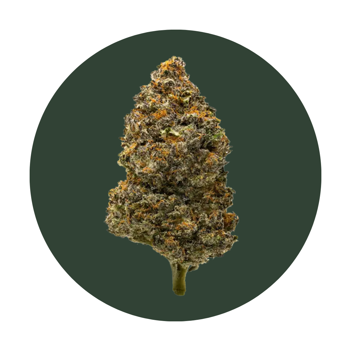 White Gushersstrain