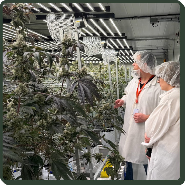 Two Justice cultivation workers observing plants at a cultivation facility
