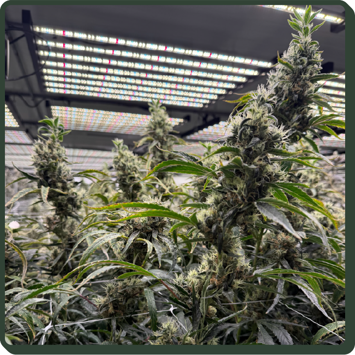 cannabis plants growing at a Justice cultivation facility